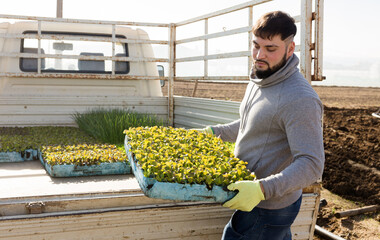 Wall Mural - Male gardener pulls out boxes of lettuce seedlings from car. High quality photo