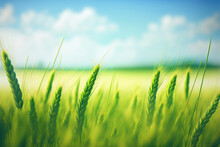 Picture Of A Wheat Field View Of A Springtime, Summertime Field In Close Up, With Young, Green, Fresh Wheat Ears. With Blank Room For Text And A Background Of A Softly Blurred Sky. Generative AI