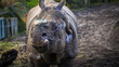 Nosorożec warszawskie zoo