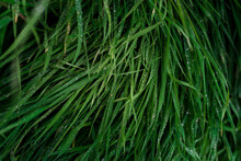 Close-up Of Wet Grass