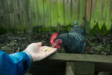Cropped Hand Of Woman Feeding Chicken In Animal Pen