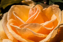Gentle Yellow Rose With Drops Of Dew On Floral Background