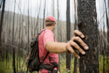 A Hiker Places His Hand On A Burnt Tree In Glacier National Park, Montana.