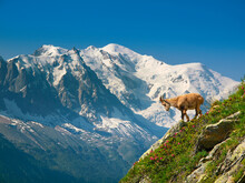 A Young Ibex, Or Mountain Goat, In Front Of The Mont Blanc.