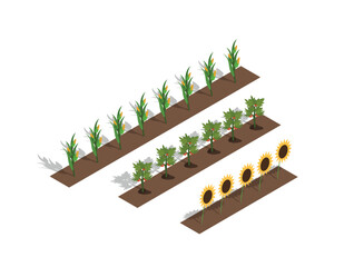 isometric farm plants set. collection of graphic elements. plants and flowers, floristry and botany,