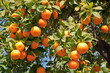 © Cavan Images - Close up of orange tree