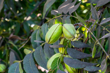 Wall Mural - Plantation of pecan nut trees near Paphos, Cyprus