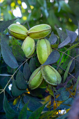 Wall Mural - Plantation of pecan nut trees near Paphos, Cyprus