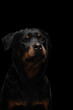 Funny dog, grin, open mouth Rottweiler on a black background. black pet on dark