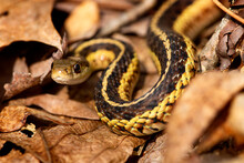 Coiled Garter Snake Looking Intently Into The Camera In Connecticut.