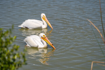 Poster - A pair of American white pelicans swim in the lake. 