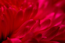 Abstract Floral Background, Red Chrysanthemum Flower Petals. Soft Focus