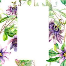 Frame Of Passion Flower Plant Watercolor Seamless Pattern Isolated On White.