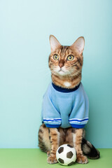 Wall Mural - Football bengal cat sits next to the ball on a colored background.