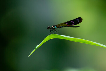 Wall Mural - A beautiful and colorful damselfly Heliocypha fenestrata perches on a green leaf 