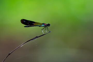 Wall Mural - A beautiful and colorful damselfly Heliocypha fenestrata perches on a dead leaf 