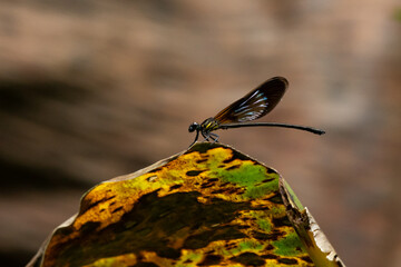 Wall Mural - A beautiful and colorful damselfly from genus vestalis perches on a dead leaf	