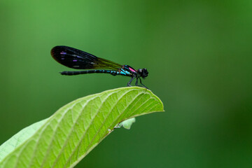 Wall Mural - A beautiful and colorful damselfly Heliocypha fenestrata perches on a green leaf 