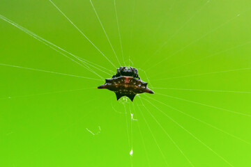Wall Mural - A spiny orb weaver spider from genus Gasteracantha on the center of its web