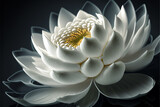Fototapeta Kwiaty - White lotus flower - generative ai