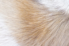 Furry Dog Texture With Natural Brown White Smooth Patterns On Background