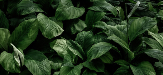 Wall Mural - abstract green leaf texture, nature background, tropical leaf