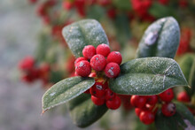 Close-up Of Holly Bush With Red Berries. Ilex Cornuta, Also Called Chinese Holly 