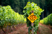 Ladybug Crossing Sign Winery Vineyard Okanagan Valley