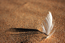 Feather Buried In The Sand