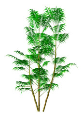 Wall Mural - 3d rendering bamboo palm on white