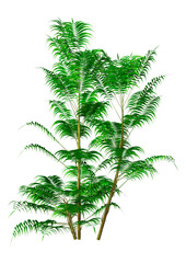 Wall Mural - 3d rendering bamboo palm on white