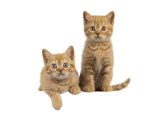 Poster - 2 Red British Shorthair cat kittens, sitting and laying beside each other facing camara. Both looking straight to camera. Isolated cutout on a transparent background.