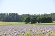 Blumenfelder