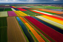 Stripes Of Blooming Multicolored Dutch Tulips Frome Above