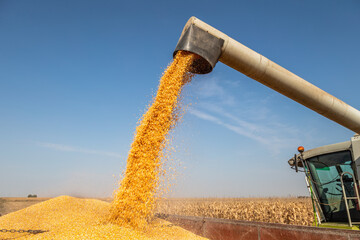 Wall Mural - Agricultural farm combine harvester in action on corn maize field.