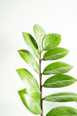 Wall Mural - beautiful green leaves of a plant on a light background. plant background. creative photo love of nature.