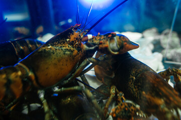 Wall Mural - lobsters in restaurant aquarium. Seafood. Concept of freshness seafood. Close up selective focus