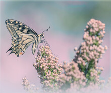 Swallowtail Butterfly Feeding On A Cluster Of Pink Little Flowers Against Soft Bokeh. Lihuria, Italy. July.