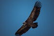 © Patrick Masse - majestic flight of the griffon vulture