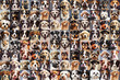 Leinwandbild Motiv Dog portrait collage of many different breeds (Generative AI)