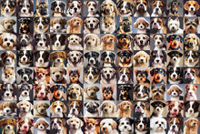 Dog Portrait Collage Of Many Different Breeds (Generative AI)