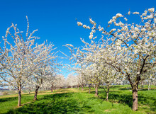 Blossoming Cherry Trees, Eggenertal Valley, Schliengen, Baden-Wurttemberg, Germany