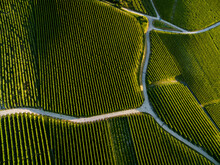 Aerial View Of Vineyards And Road