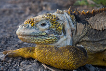 A Land Iguana Gives The Camera A Sideways Glance On South Plaza Island In The Galapagos.