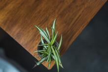 Green Plant On A Corner Of A Table