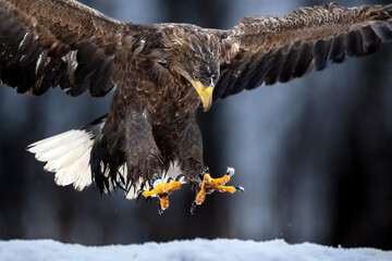 Wall Mural - White-tailed eagle landing claws ahead