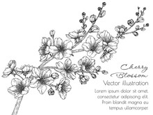 Vector Illustration Of A Branch Of Blossoming Cherry In The Style Of Engraving
