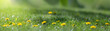 Blurred green background and dandelion in the sun in green grass. Panorama with selective focus and shallow depth of field.