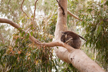 Koala In A Tree