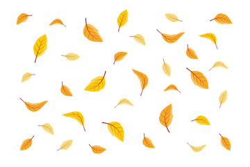 Wall Mural - vector illustration of falling leaves. vector falling flying autumn leaves